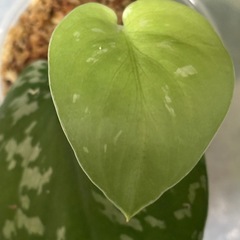 スキンダプサス　センタラム　斑入り　観葉植物の画像