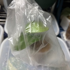 スキンダプサス　センタラム　斑入り　観葉植物の画像