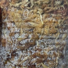 スキンダプサス　センタラム　斑入り　観葉植物の画像