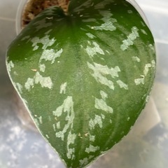 スキンダプサス　センタラム　斑入り　観葉植物の画像