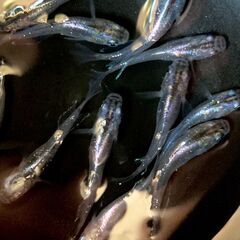 【改良メダカ】ムラサキの若魚の画像