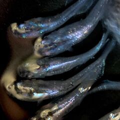 【改良メダカ】ムラサキの若魚の画像