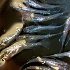 【改良メダカ】ムラサキの若魚の画像