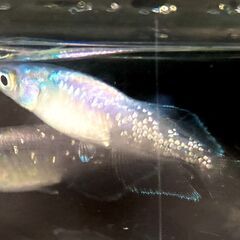【改良メダカ】ムラサキの若魚の画像