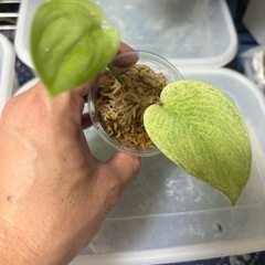 スキンダプサス　ゴールデンミントの画像