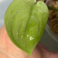 スキンダプサス　ゴールデンミントの画像
