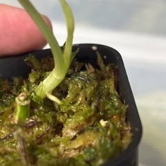 スキンダプサス　マングライ　観葉植物の画像