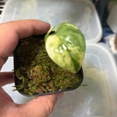 スキンダプサス　マングライ　観葉植物の画像
