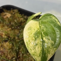 スキンダプサス　マングライ　観葉植物の画像
