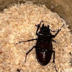 ギラファノコギリクワガタ　メス6匹の画像