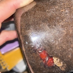 ギラファノコギリクワガタ　メス6匹の画像