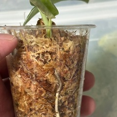 スキンダプサス　センタラム　斑入り　観葉植物の画像