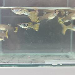 グッピーの画像