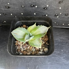 アガベ　王妃雷神2の画像