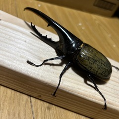 ベイビー様
の画像