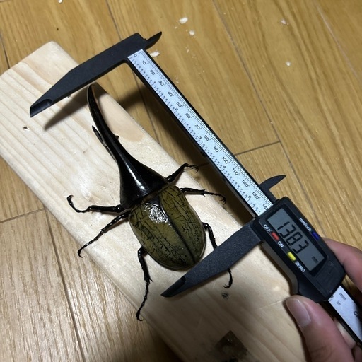 ベイビー様
