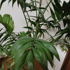 観葉植物　テーブルヤシの画像