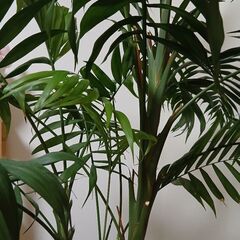 観葉植物　テーブルヤシの画像