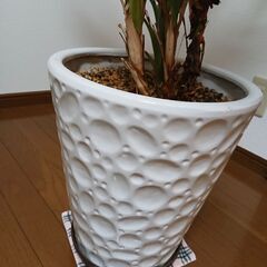 観葉植物　テーブルヤシの画像
