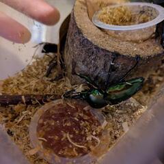カブトムシノコギリクワガタ二匹ニジイロクワガタペアの画像