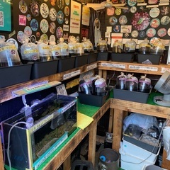 【五桜メダカ】 7月31日　横須賀めだか無人販売