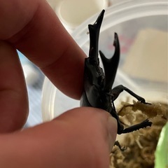 オオクワガタ　羽化不全　オス3匹　メス1匹の画像