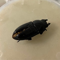 オオクワガタ　羽化不全　オス3匹　メス1匹の画像
