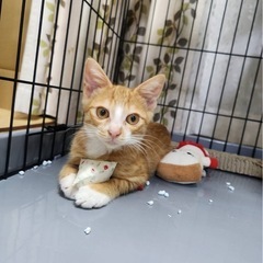 家族を探しています