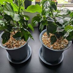 【室内向け】ハイビスカス 2種 面倒な植え替え不要の画像