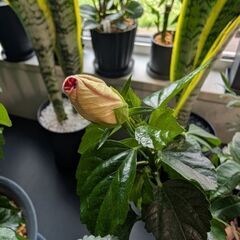 【室内向け】ハイビスカス 2種 面倒な植え替え不要の画像