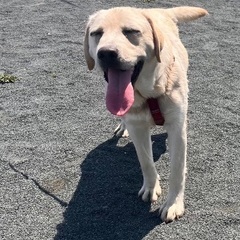 お散歩大好きむぎちゃん