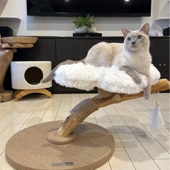 天然木キャットタワー？お譲りいたします。の画像