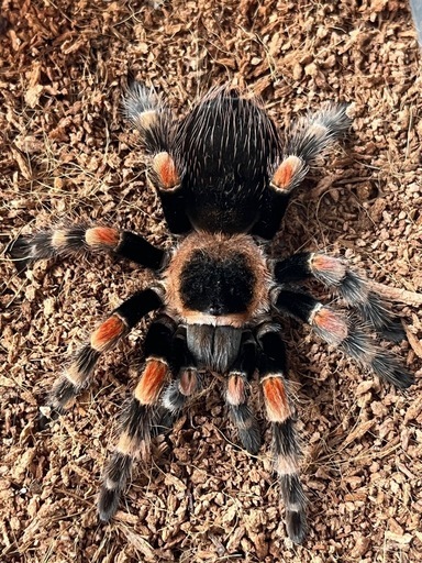 極美個体】メキシカンレッドニータランチュラ 体長5cm程 ムカデ