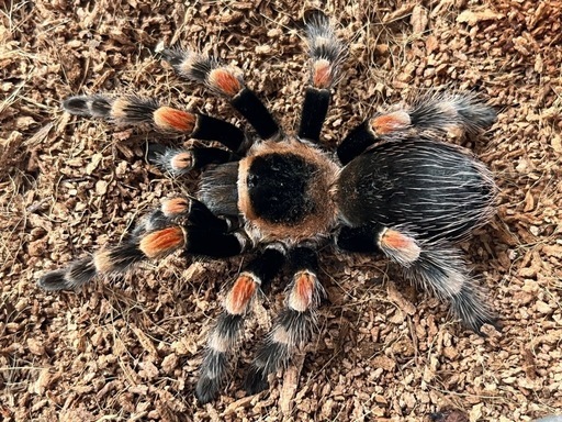 極美個体】メキシカンレッドニータランチュラ 体長5cm程 ムカデ
