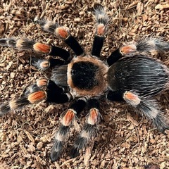 【極美個体】メキシカンレッドニータランチュラ 体長5cm程 ムカデセンチピードミリピードサソリ奇蟲ヒヨケムシカマキリマンティスナナフシの画像