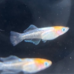 メダカ、ハイビスカス🌺の画像