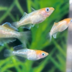 メダカ、ハイビスカス🌺の画像