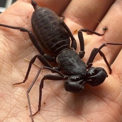 ホーチミンビネガロン 全長4cm程 サソリモドキクワガタカブトムシタランチュラムカデセンチピードサソリカマキリマンティスの画像