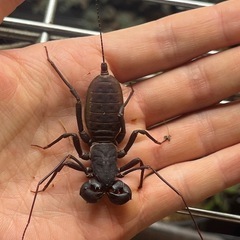 ホーチミンビネガロン 全長4cm程 サソリモドキクワガタカブトムシタランチュラムカデセンチピードサソリカマキリマンティスの画像