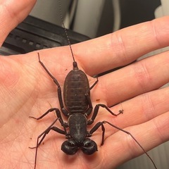 ホーチミンビネガロン 全長4cm程 サソリモドキクワガタカブトムシタランチュラムカデセンチピードサソリカマキリマンティスの画像