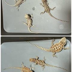フトアゴヒゲトカゲ幼体  − 静岡県