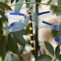 オニヤンマくんの画像