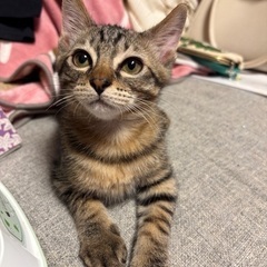 里親募集（キジトラ♂）