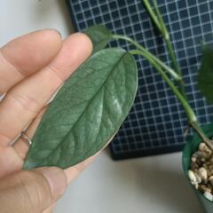 観葉植物 エピプレムナム・ピナツム・セブブルーの画像