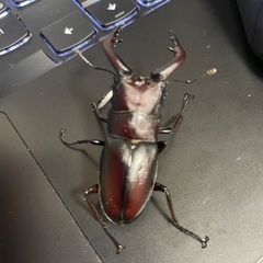 販売済みノコギリ、コクワ群馬県、埼玉県産まとめ売り‼️の画像