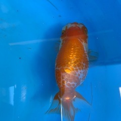 らんちゅうの画像