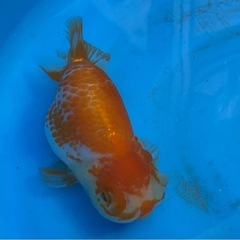 らんちゅうの画像