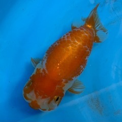 らんちゅうの画像