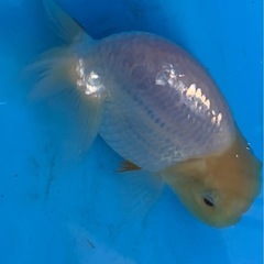 らんちゅうの画像