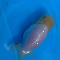 らんちゅうの画像